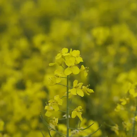 Gartenidylle In Nr 2 Kröpelin